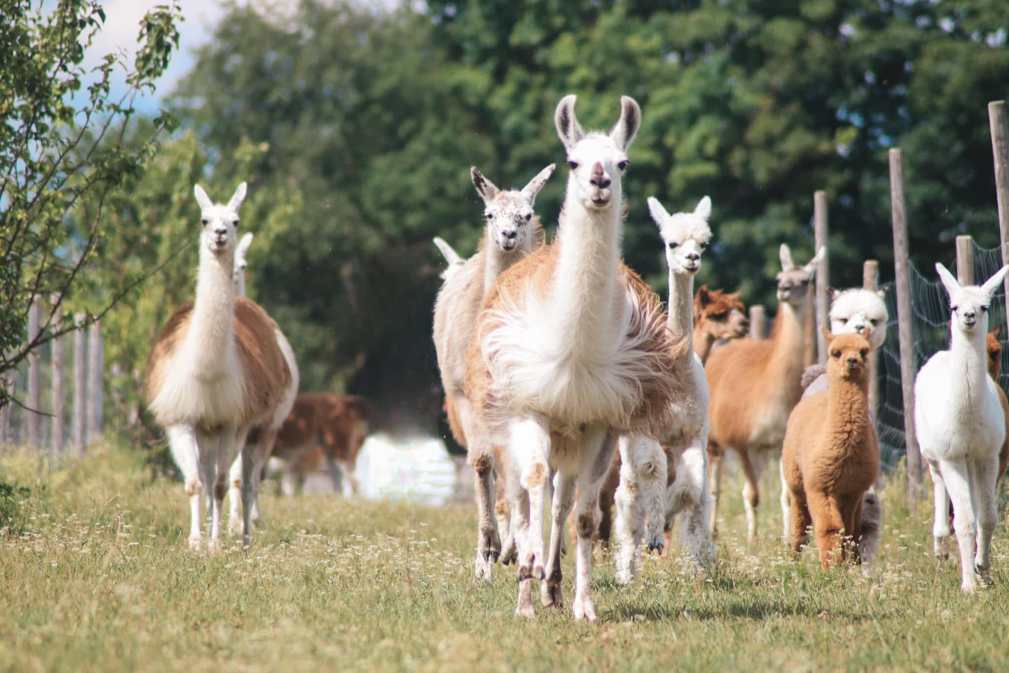 Alpakafarm.